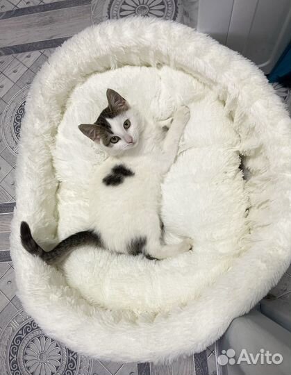 Котенок девочка в добрые руки
