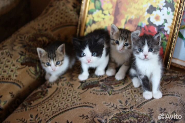 Котята в добрые руки