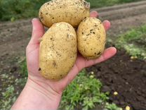 Картофель урожай 2023