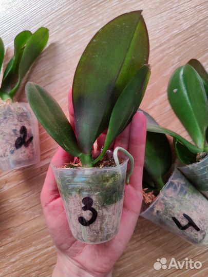 Орхидея фаленопсис биг лип