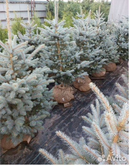 Смарагд Колумна Брабант Туя Шаровидная Сосна декор