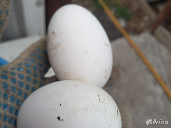 Яйцо гусиное
