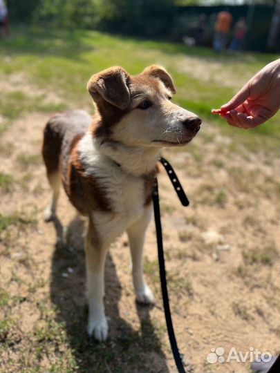 Замечательная девочка ласковая нежная ищет дом