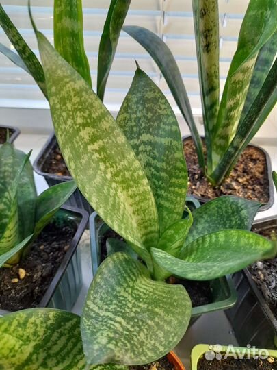 Сансевиерия