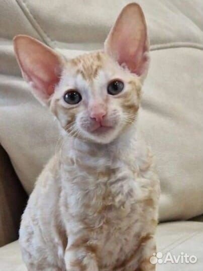 Котята корниш-рекс