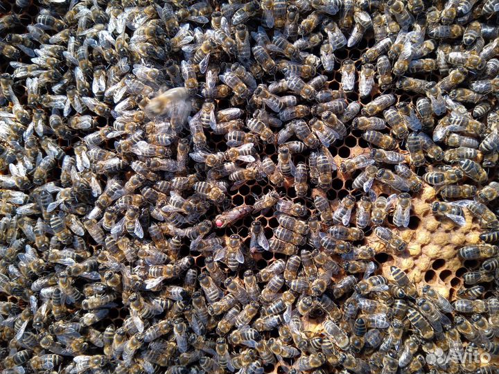 Пчеломатки плодные, неплодные карника Пешец F1