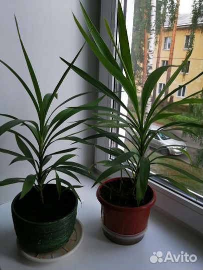 Цветы домашние