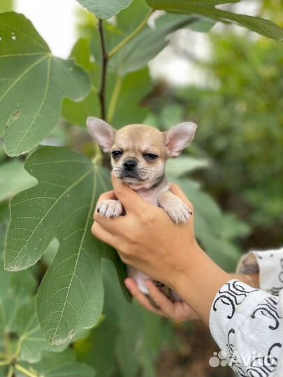 Чихуахуа мини