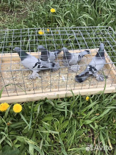 Продажа голубей