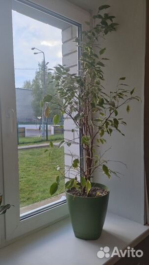 Комнатные растения