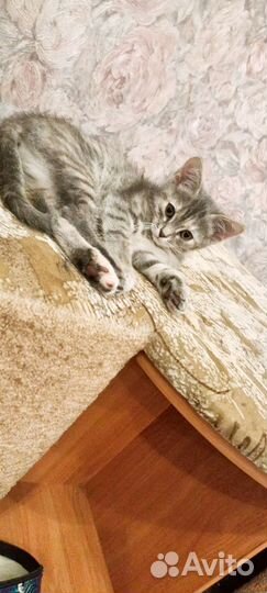 Отдам котенка в добрые руки девочка