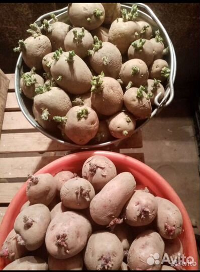 Семенной картофель