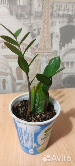 Замиокулькас