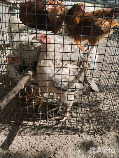 Молодые петушки и курочки