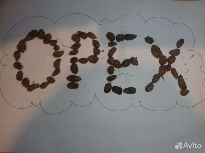 Земляной миндаль,чуфа,тигровый орех