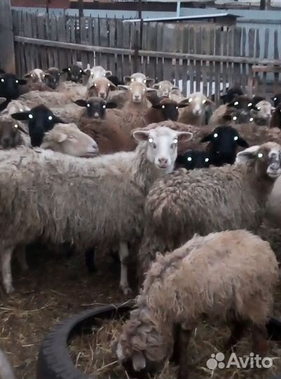 Овцы бараны на мясо