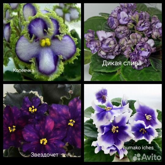 Фиалка лист