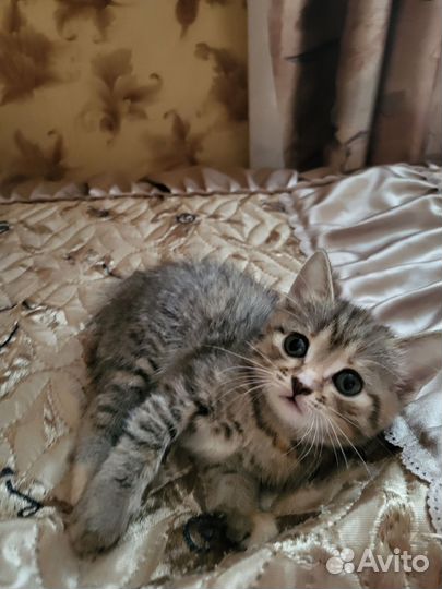 Кошки в добрые руки бесплатно