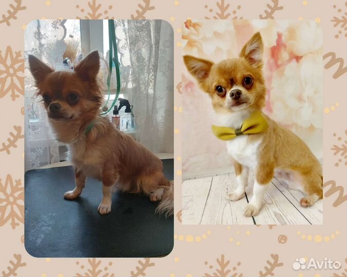 Груминг стрижка собак мелких пород