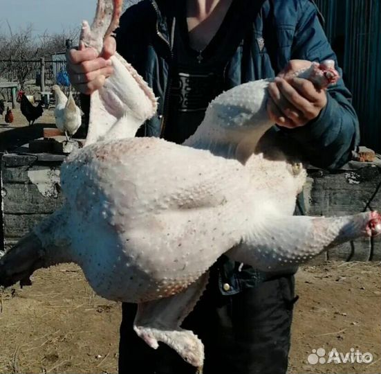 Индюшата хайбрид конвертер. Биг 6