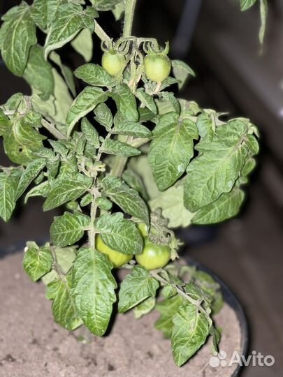 Рассада помидор балконных