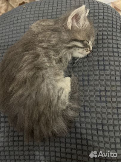 Котенок