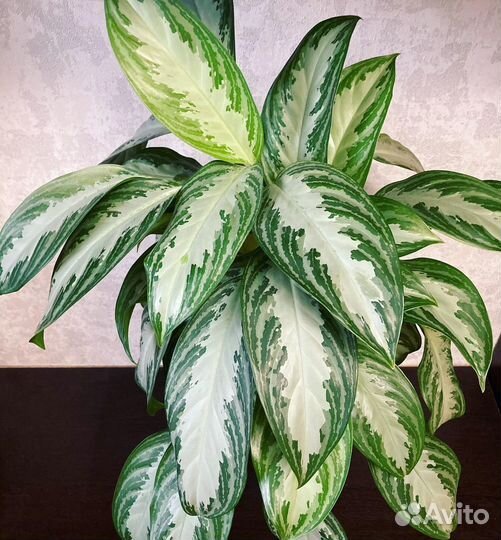 Аглаонема silver bay