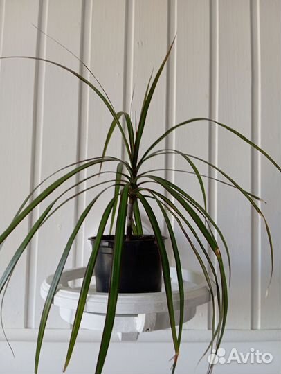 Кордилина, драцена