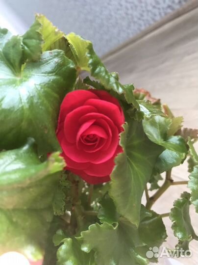 Бегония элатиор