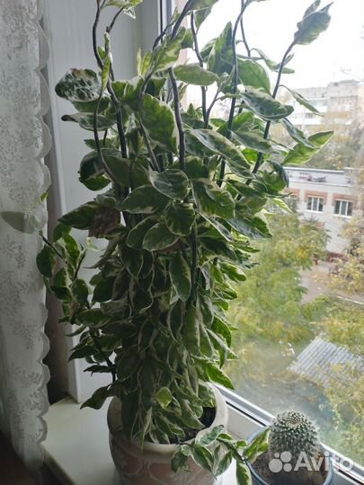 Педилантус титимолоидный