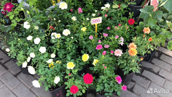 Розы флорибунда