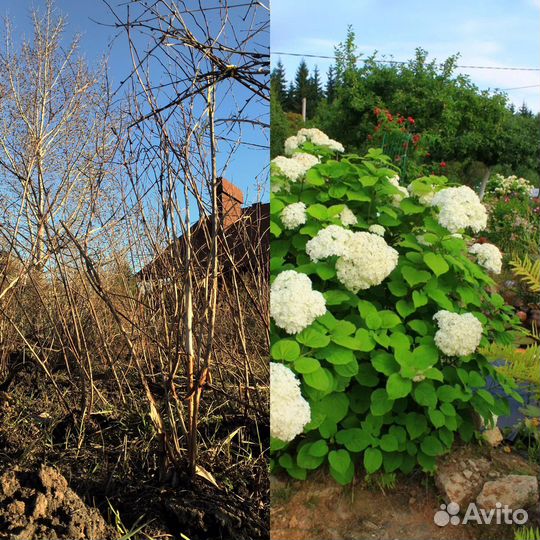 Гортензия саженцы