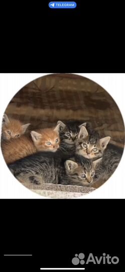 Помогите котятам
