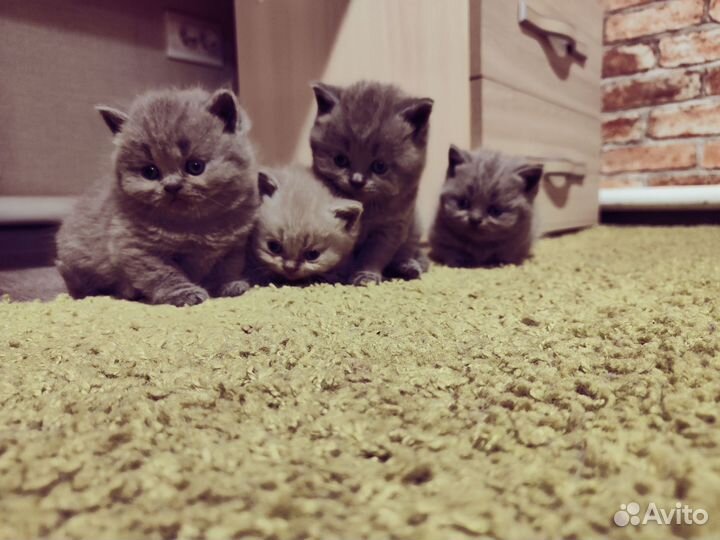 Британские котята