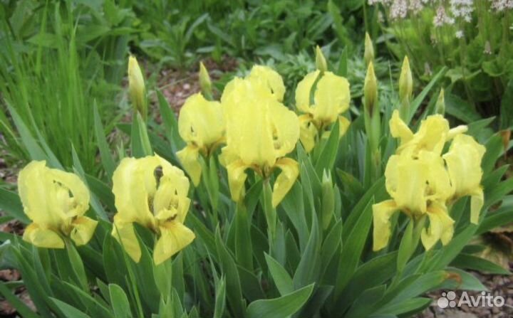 Ирис желтый