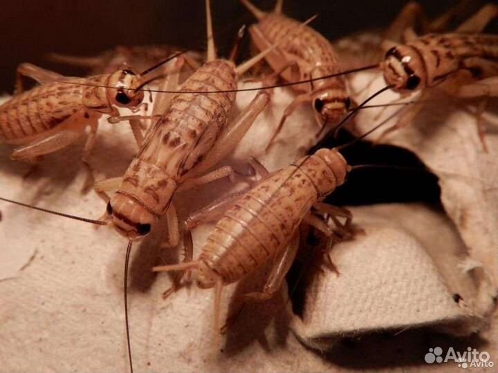 Сверчки кормовые