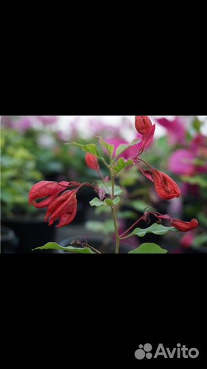 Бугенвиллея Chiness Sleeping beauty(tanlong)