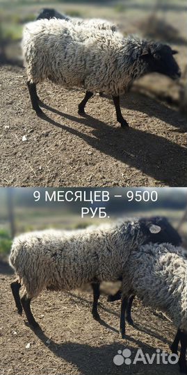 Романовские бараны