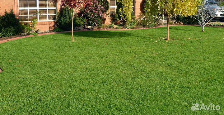 Газонная смесь Карликовая