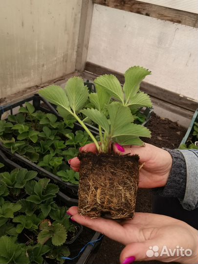 Рассада клубники