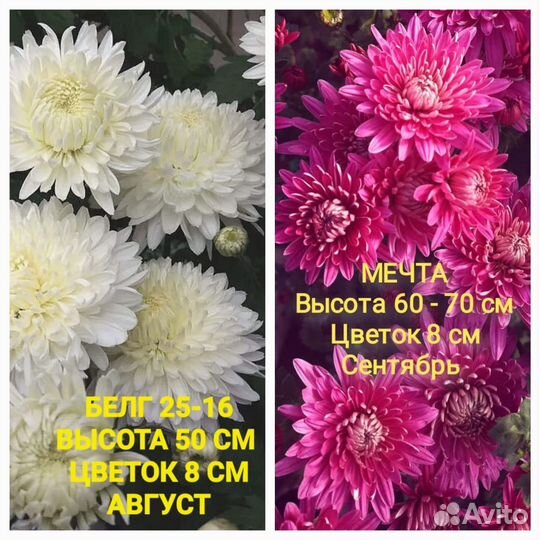 Хризантема корейская саженцы