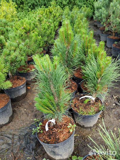 Сосна черная Грин Тауер