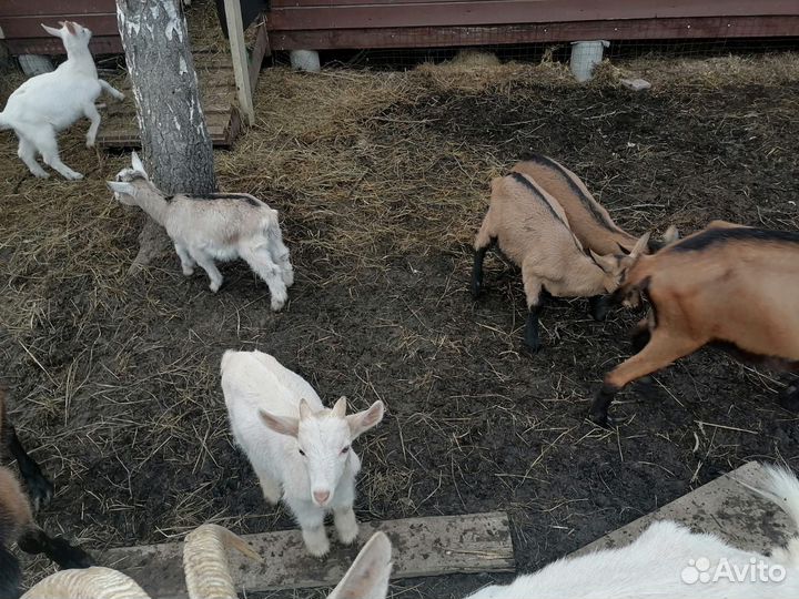 Козлята чехи и козочки обычные