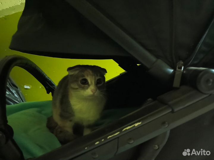 Кошка бесплатно спасите