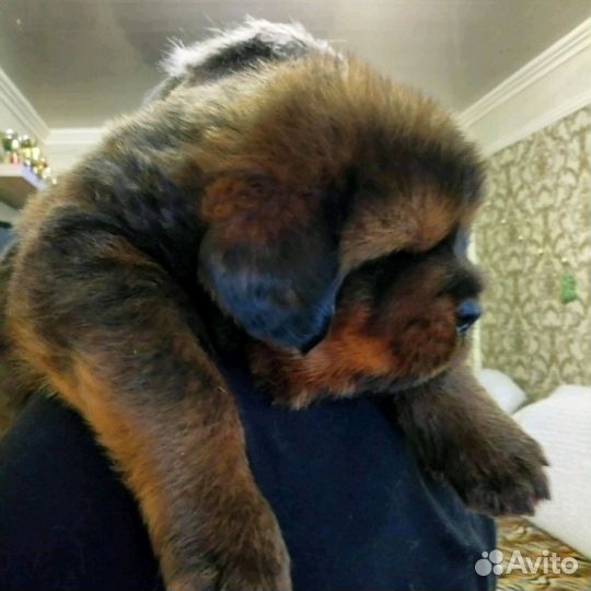 Красный окрас, Китай