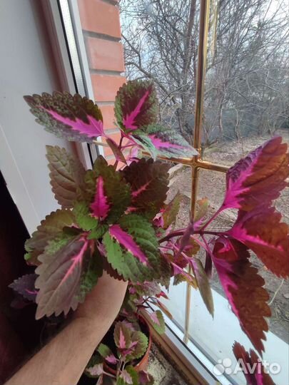 Колеусы (крапивка)