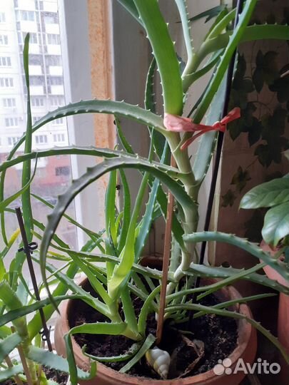 Алоэ 3 года большой зрелый