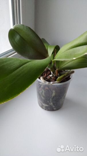Орхидея фаленопсис