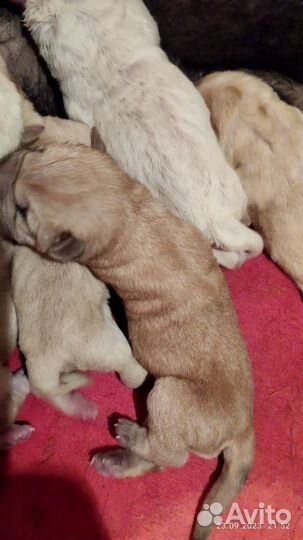 Щенки Шарпея