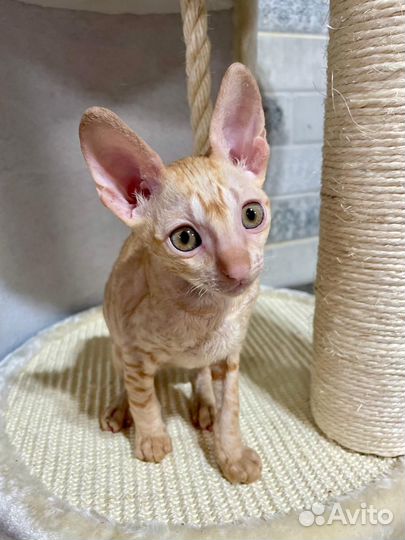 Кошечка корниш Рекс из питомника